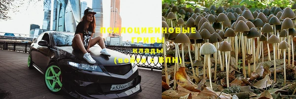 PSILOCYBIN Богородицк